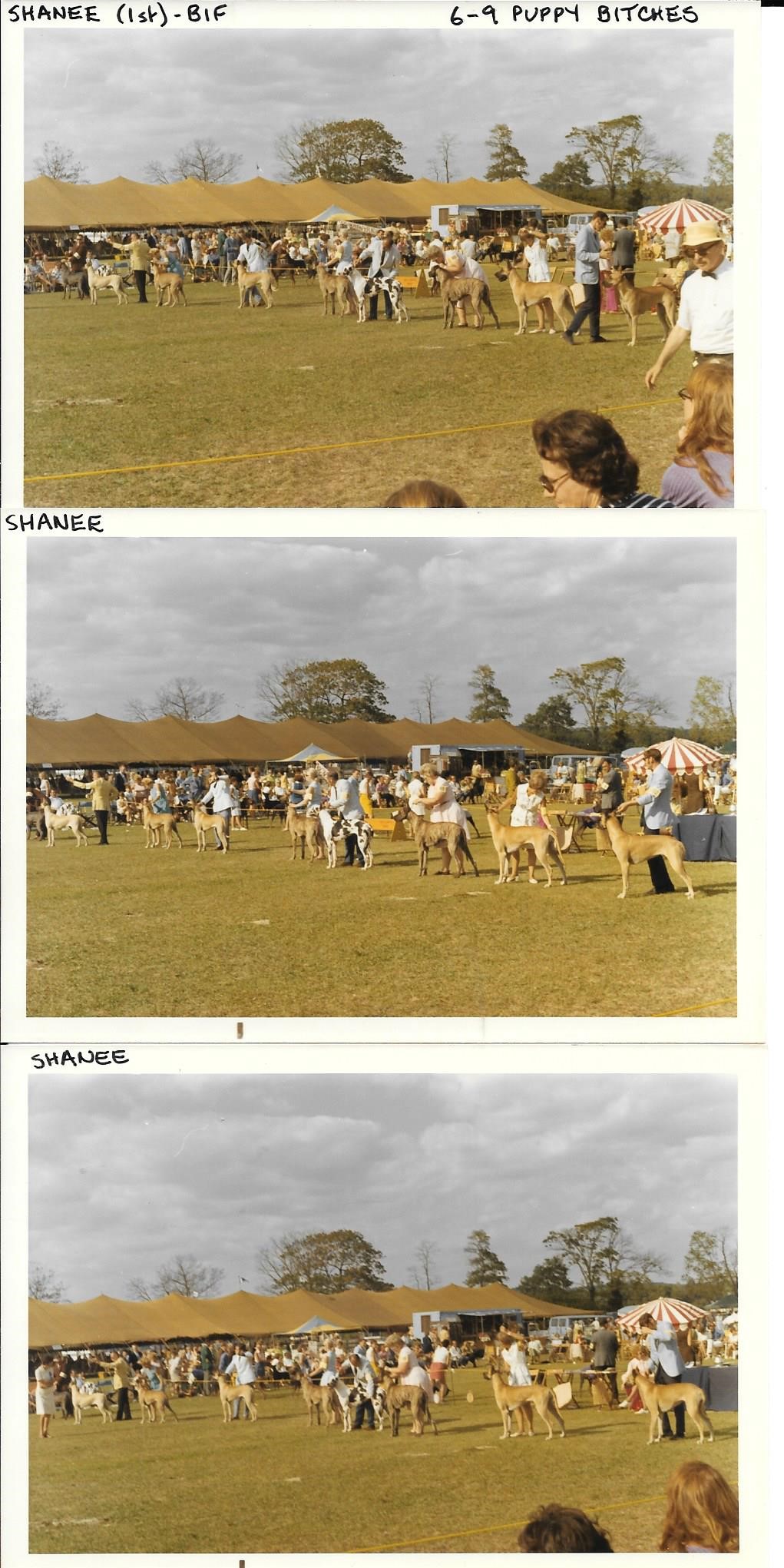 Westchester 1970 6-9 Puppy Bitches